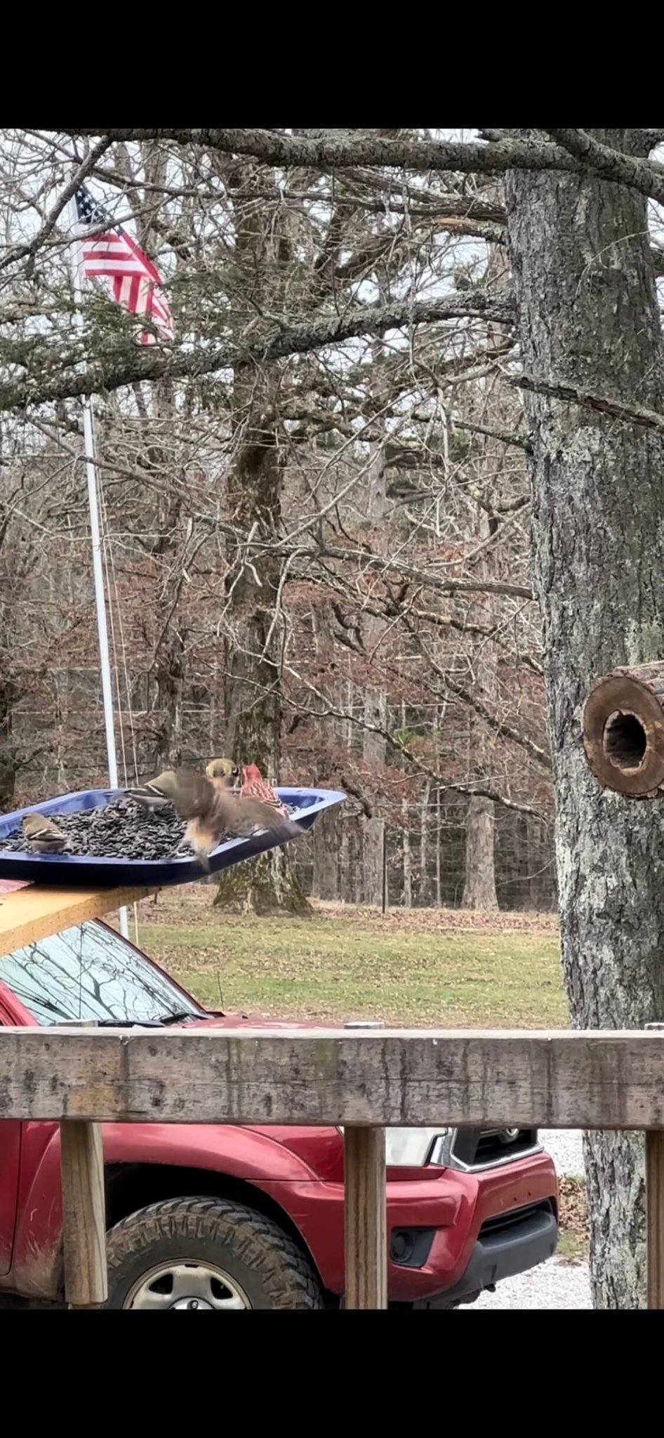 Pan and Plank Bird Feeder Kit - Guaranteed To Attract 5x's More Birds