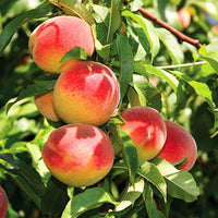 Thumbnail for Peach Trees