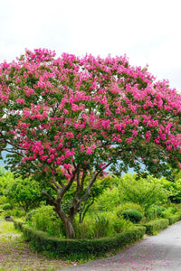 Thumbnail for Pink Crepe Myrtle