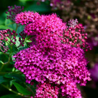 Thumbnail for Pink Spirea