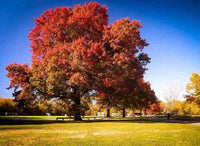 Thumbnail for Red Oak Tree Seedlings - Package of 100
