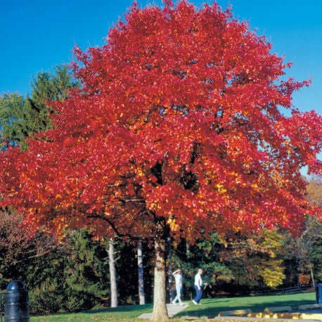 Red Oak Tree Seedlings - Package of 100