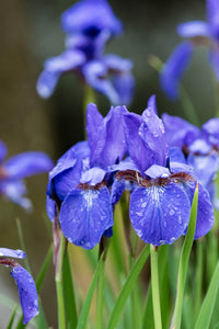Thumbnail for Siberian Iris