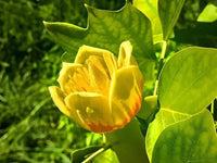 Thumbnail for Tulip Tree