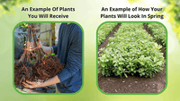 Thumbnail for Virginia Pine Seedlings - Package of 100