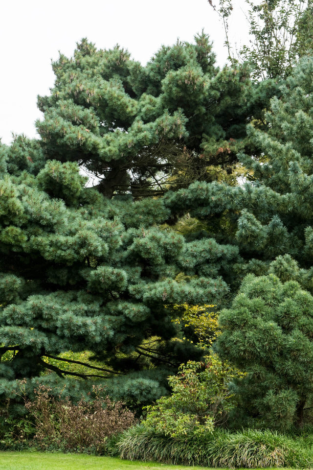 Loblolly Pine Tree For Sale  Buy 1, Get 1 Free – TN Nursery