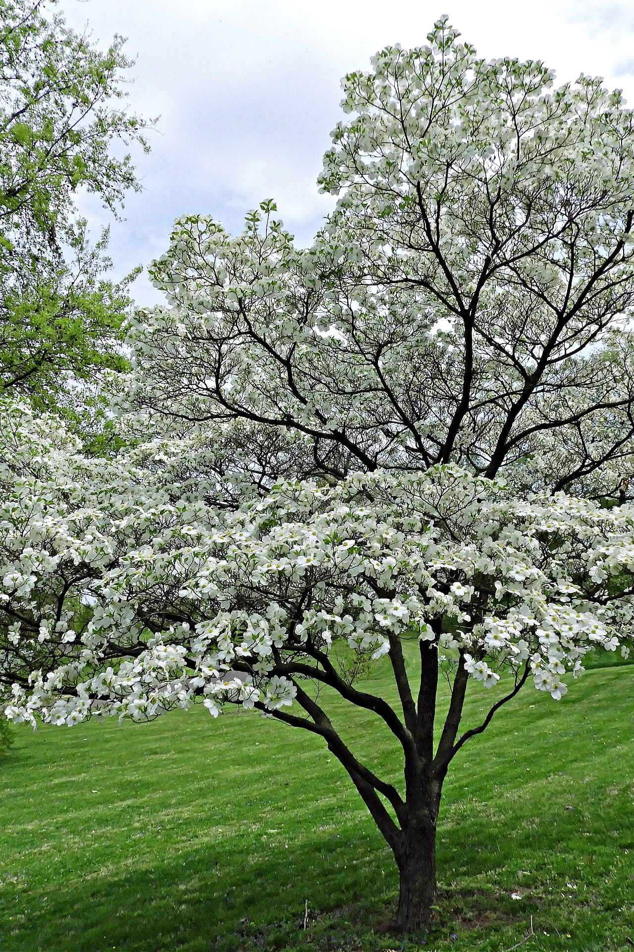 White Princess Dogwood Tree