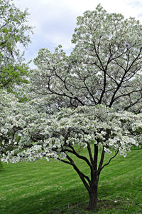 Thumbnail for White Princess Dogwood Tree